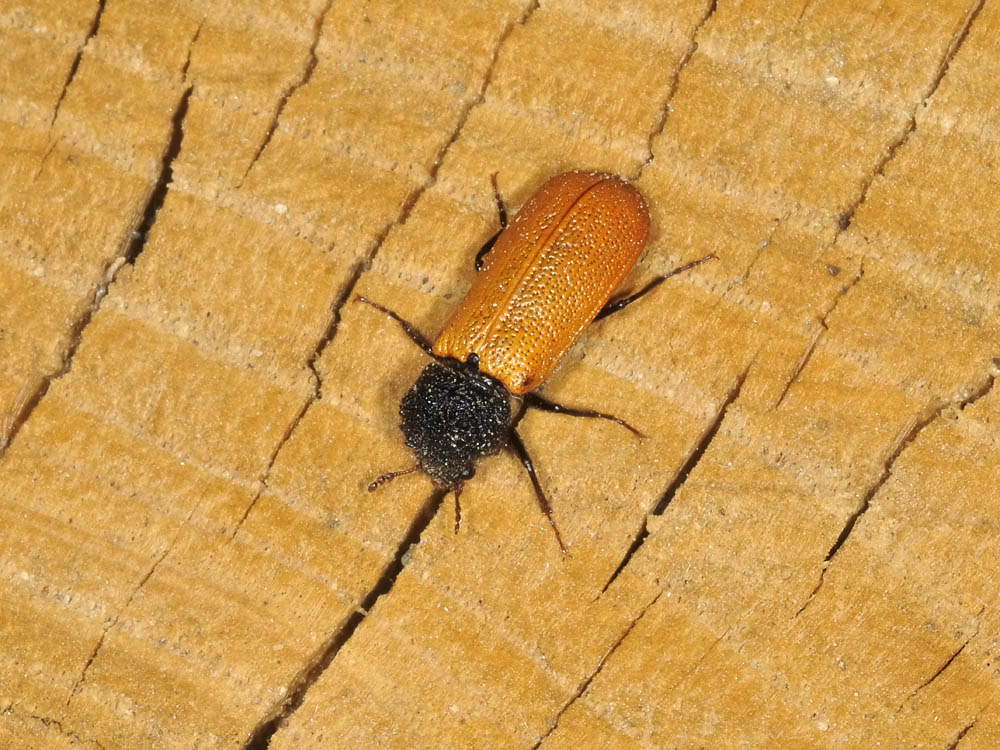 bostrichus capucinus con  piccolo dal piemonte